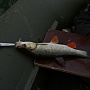�� �����! ������� �� Gunfish 75?!