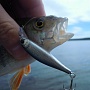 Bait Moss Back