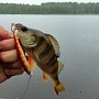 ����� ����� � ��� ��� ���� Flash Minnow 80