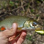 Shallow Cra-Pea