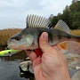 Perch Killer
