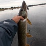 Lucky Craft Classical Minnow -����� �� ����������.
