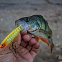 Gunfish 75