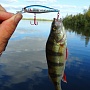 Pointer 65 DD & perch