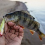 Gunfish 75