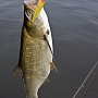 Gunfish 75
