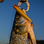 Gunfish 75