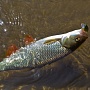 Shallow Cra-Pea
