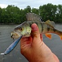 Окунь кушает Slender
