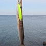 ������ ���������