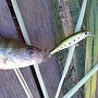 Lucky Craft Pointer 48 SP	Aurora Bass