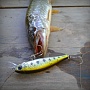 Lucky Craft Pointer 48 SP	Aurora Bass