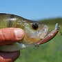 Окунь на "горбатого"