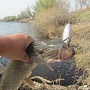Fat Smasher 