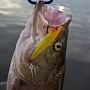 Gunfish 75    3.1.